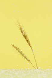 黄色背景上的麦子