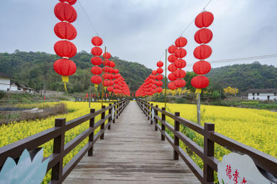 油菜花田中挂满红灯笼的木栈道，中国福建