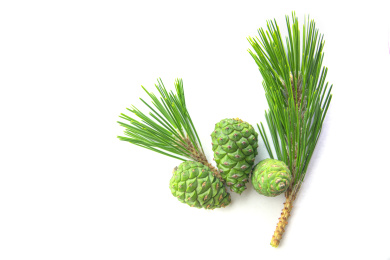 未成熟的绿色松塔和松针