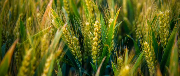 户外夏天傍晚农作物小麦地