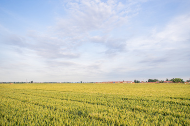 户外夏天傍晚农作物小麦地