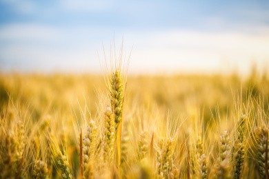户外夏天傍晚农作物小麦地