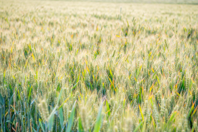 户外夏天傍晚农作物小麦地
