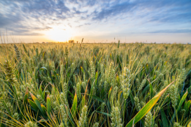 户外夏天傍晚农作物小麦地