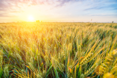 户外夏天傍晚农作物小麦地