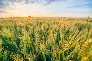 户外夏天傍晚农作物小麦地