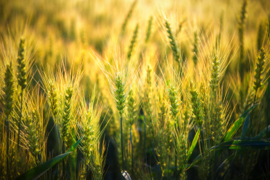户外夏天傍晚农作物小麦地