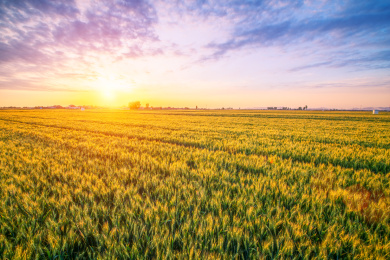 户外夏天傍晚农作物小麦地
