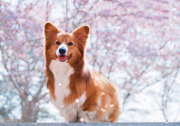 2020年上海樱花季，可爱的狗狗和樱花