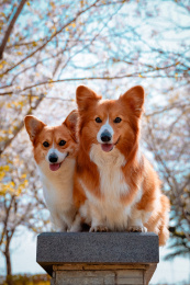 2020年上海樱花季，可爱的狗狗和樱花