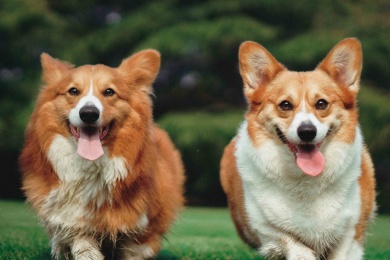 2020年春天雨后，狗狗在草地上奔跑，弄