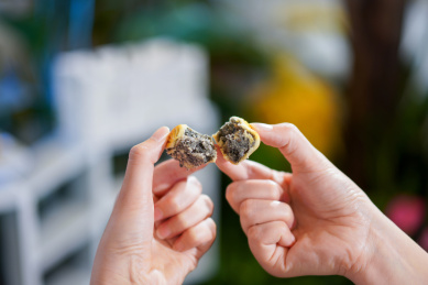 手掰中秋月饼 月饼