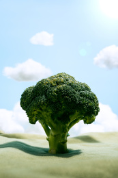 像一棵树的西兰花