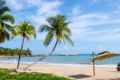 中国海南省三亚市天涯海角海边椰子树