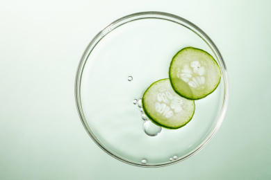 绿色背景中的培养皿里有两片黄瓜切片