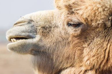 白天中国新疆动物生物骆驼姿态局部