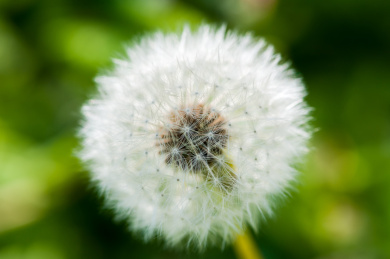 蒲公英开花