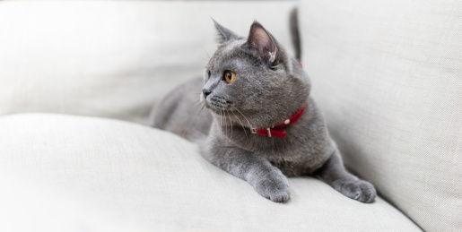 英短蓝猫趴在沙发上侧脸看向前方