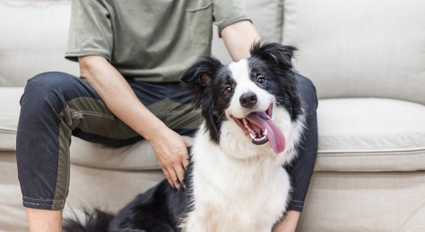 坐在沙发上的主人和扮鬼脸的边牧犬