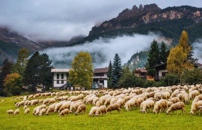 欧洲意大利多洛米蒂山区羊群吃草