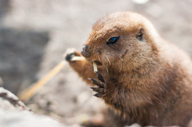 草原犬鼠土拨鼠