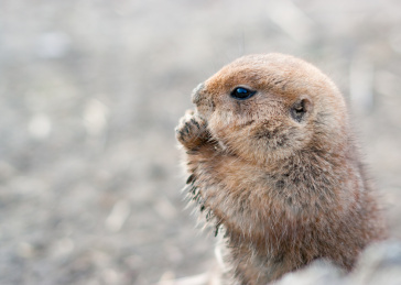 草原犬鼠土拨鼠