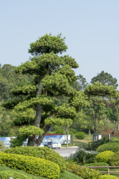 夏天广西园博园内苍翠的罗汉松树