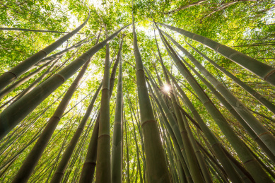 四川成都公园里的竹林