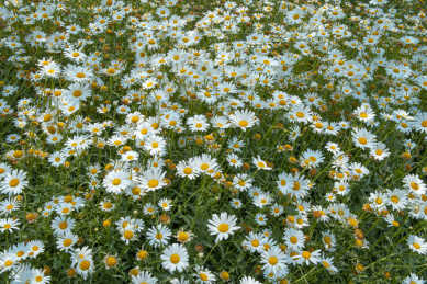 俯视的雏菊花丛 雏菊