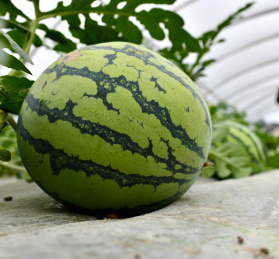 遵义海龙西瓜 果实