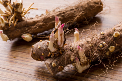 木纹桌面上发芽的铁棍山药微距特写