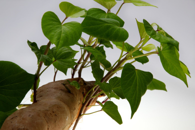 红薯的绿色叶子与根须