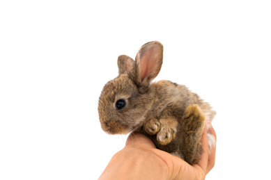 一只人手托着一只可爱的灰色小兔子