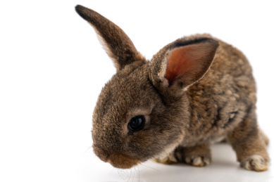 灰色的小兔子头部特写,白色背景