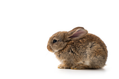 乖巧的蹲在白色背景前的灰色小兔子