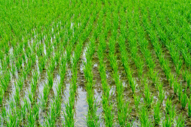 夏天生长的水田秧苗