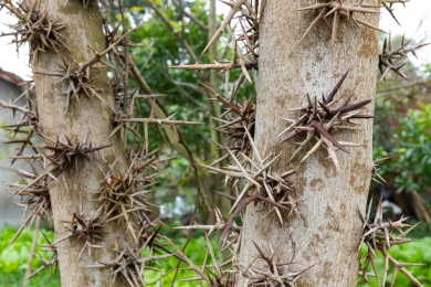 带刺的皂角树树干 皂荚树