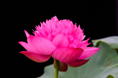 已经盛开的大朵紫红色的圣火莲荷花