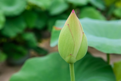 荷塘里含苞待放的荷花花苞特写