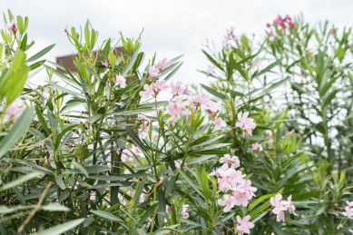 夏天阳光下盛开的夹竹桃红花