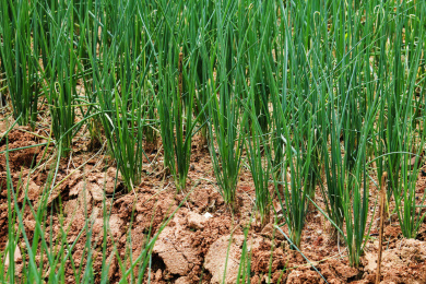 菜园里的一片绿色的葱特写