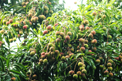 果园里的荔枝树上的一片荔枝