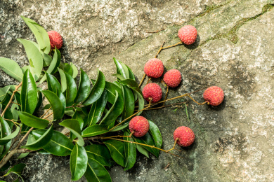 桌子上的一串新鲜水果荔枝