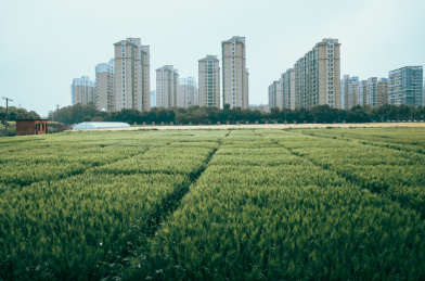 绿色农田与高楼 城市