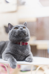 趴在桌子上抬头仰望上方的英短蓝猫