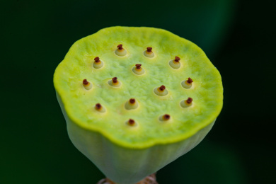 绿色的未成熟的莲子莲藕特写