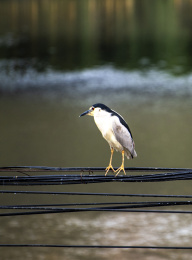 河边觅食的夜鹭