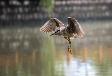 一只空中飞翔的夜鹭