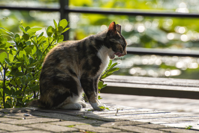 公园里的小野猫