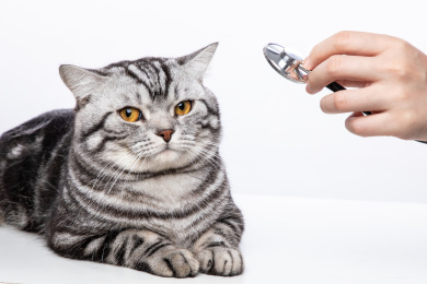 特写女医生手拿听诊器帮猫检查身体